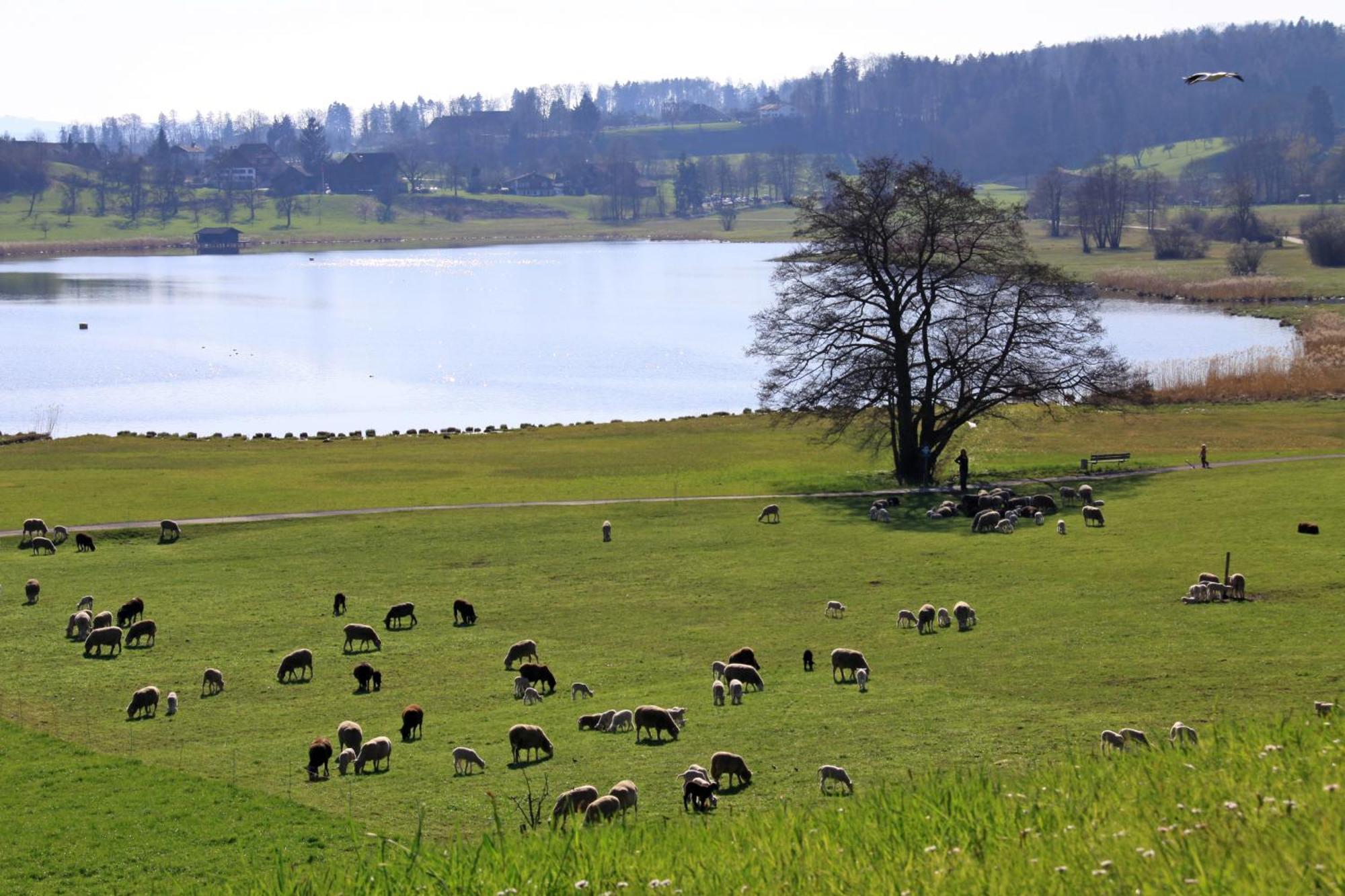 Im Roeseligarten Wolfhausen Dış mekan fotoğraf